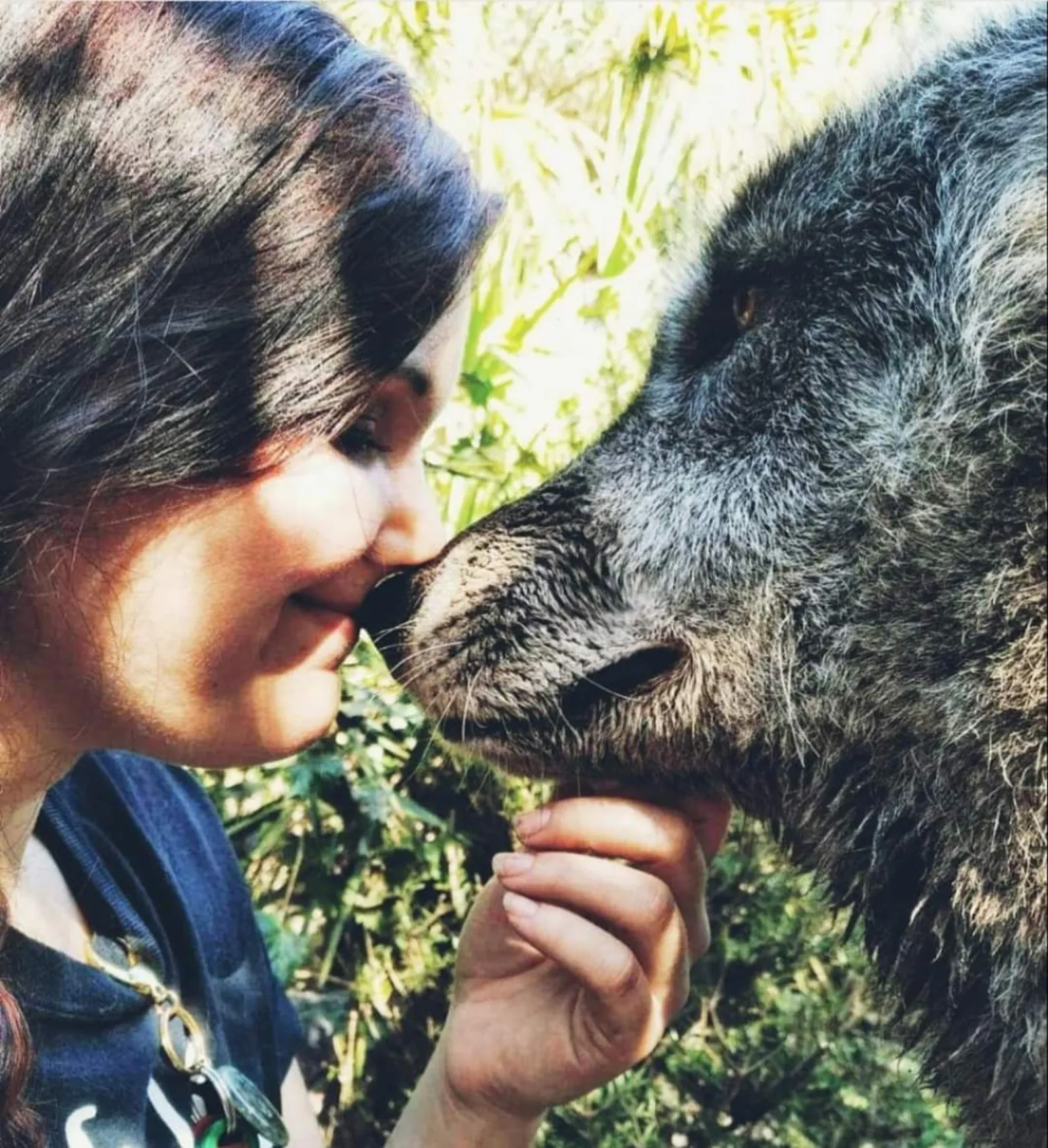 Yukis Triumph: Von einem Tötungsshelter ins Herz des Shy Wolf Sanctuary